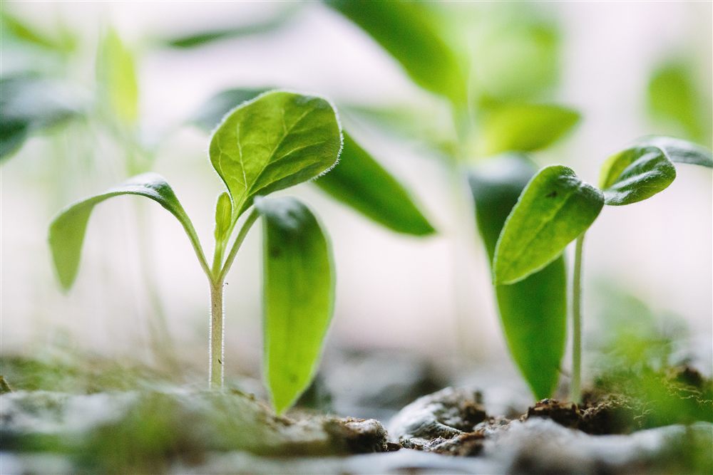 Seedlings sprouting from soil